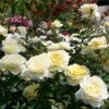 'Stockholm'™ Rosa X 'Stockholm'™ (Slotsrose) A-Kvalitet,- Barrods Roser Min. 3 Grene 2 'Stockholm'™ Rosa X 'Stockholm'™ (Slotsrose) A-Kvalitet,- Barrods Roser Min. 3 Grene -Osmoz Naturens Butik p12887 51862 rosa x stockholm slotsrose 7d26