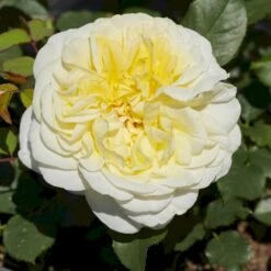 'Stockholm'™ Rosa X 'Stockholm'™ (Slotsrose) A-Kvalitet,- Barrods Roser Min. 3 Grene -Osmoz Naturens Butik p12887 51863 rosa x stockholm slotsrose dea6