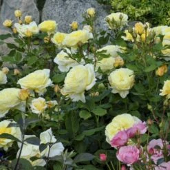 'Stockholm'™ Rosa X 'Stockholm'™ (Slotsrose) A-Kvalitet,- Barrods Roser Min. 3 Grene -Osmoz Naturens Butik p12887 51867 rosa x stockholm slotsrose 8d87