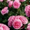 'Ghita™ Renaissance'® Rosa X 'Ghita™ Renaissance'® (Renaissancerose) A-Kvalitet,- Barrods Roser Min. 3 Grene -Osmoz Naturens Butik p12909 52135 rosa x ghita renaissance renaissancerose 72a7