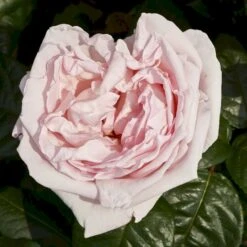 'Racquel™ Renaissance'® Rosa X 'Racquel™ Renaissance'® (Renaissancerose) A-Kvalitet,- Barrods Roser Min. 3 Grene -Osmoz Naturens Butik p12910 52194 rosa x racquel renaissance renaissancerose 6088