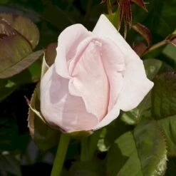 'Racquel™ Renaissance'® Rosa X 'Racquel™ Renaissance'® (Renaissancerose) A-Kvalitet,- Barrods Roser Min. 3 Grene -Osmoz Naturens Butik p12910 52195 rosa x racquel renaissance renaissancerose afb8