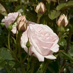 'Racquel™ Renaissance'® Rosa X 'Racquel™ Renaissance'® (Renaissancerose) A-Kvalitet,- Barrods Roser Min. 3 Grene -Osmoz Naturens Butik p12910 52196 rosa x racquel renaissance renaissancerose 0c35