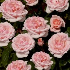 'Racquel™ Renaissance'® Rosa X 'Racquel™ Renaissance'® (Renaissancerose) A-Kvalitet,- Barrods Roser Min. 3 Grene -Osmoz Naturens Butik p12910 52198 rosa x racquel renaissance renaissancerose 3ab1
