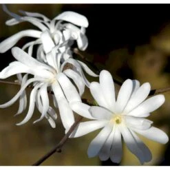 Stjernemagnolie Magnolia Stellata Potte 2,0 Liter,- 40-60 Cm. -Osmoz Naturens Butik p1305 36762 magnolia stellata ca85