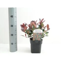 Glansmispel 'Little Red Robin' Photinia Fraseri 'Little Red Robin' Potte 2,0 Liter,- 20-25 Cm. 8 Glansmispel 'Little Red Robin' Photinia Fraseri 'Little Red Robin' Potte 2,0 Liter,- 20-25 Cm. -Osmoz Naturens Butik p13157 38460 image 3b9f