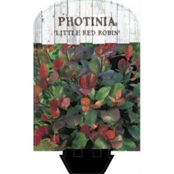 Glansmispel 'Little Red Robin' Photinia Fraseri 'Little Red Robin' Potte 2,0 Liter,- 20-25 Cm. 9 Glansmispel 'Little Red Robin' Photinia Fraseri 'Little Red Robin' Potte 2,0 Liter,- 20-25 Cm. -Osmoz Naturens Butik p13157 38461 image ba58