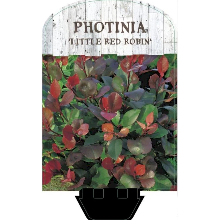 Glansmispel 'Little Red Robin' Photinia Fraseri 'Little Red Robin' Potte 2,0 Liter,- 20-25 Cm. 6 Glansmispel 'Little Red Robin' Photinia Fraseri 'Little Red Robin' Potte 2,0 Liter,- 20-25 Cm. - Billede 4