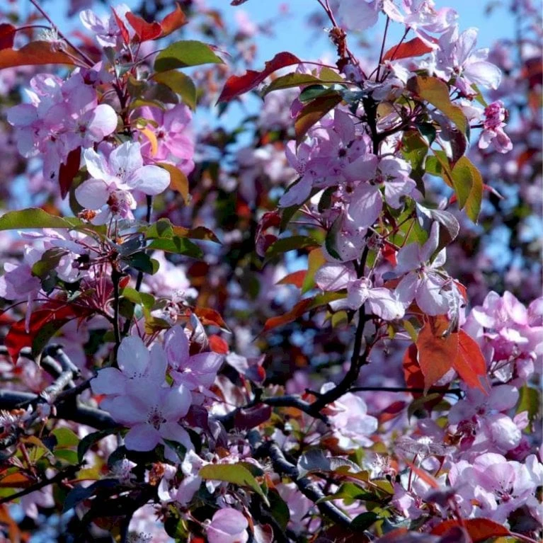 Paradisæble 'Rudolph' Malus Hybrid 'Rudolph' Heister 175-200 Cm. Med Potte 3 Paradisæble 'Rudolph' Malus Hybrid 'Rudolph' Heister 175-200 Cm. Med Potte