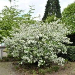 Sargentsæble Malus Sargentii Barrods,- 3 års (1/2) 30-50 Cm. -Osmoz Naturens Butik p1326 54151 malus sargentii 6478