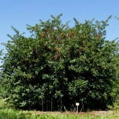 Sargentsæble Malus Sargentii Barrods,- 3 års (1/2) 30-50 Cm. -Osmoz Naturens Butik p1326 54152 malus sargentii 8a46