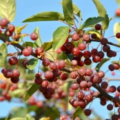 Sargentsæble Malus Sargentii Barrods,- 3 års (1/2) 30-50 Cm. -Osmoz Naturens Butik p1326 54154 malus sargentii eba9