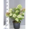 Kompakt Syrén-Hortensia 'Little Lime' Hydrangea Paniculata 'Little Lime' 3,5 Liter Potte -Osmoz Naturens Butik p13378 7779 hydrangea paniculata little lime 8330