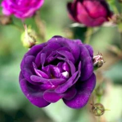 'Midnight Blue' Rosa X 'Midnight Blue' A-Kvalitet,- Barrods Roser Min. 3 Grene 9 'Midnight Blue' Rosa X 'Midnight Blue' A-Kvalitet,- Barrods Roser Min. 3 Grene -Osmoz Naturens Butik p13500 51625 rosa x midnight blue b13a