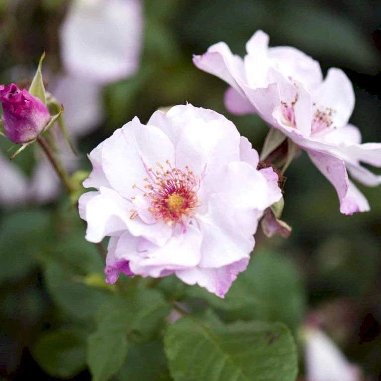 'Odyssey' Rosa X 'Odyssey' (Buketrose) A-Kvalitet,- Barrods Roser Min. 3 Grene 3 'Odyssey' Rosa X 'Odyssey' (Buketrose) A-Kvalitet,- Barrods Roser Min. 3 Grene