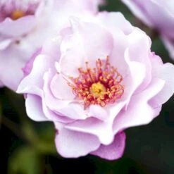 'Odyssey' Rosa X 'Odyssey' (Buketrose) A-Kvalitet,- Barrods Roser Min. 3 Grene 10 'Odyssey' Rosa X 'Odyssey' (Buketrose) A-Kvalitet,- Barrods Roser Min. 3 Grene -Osmoz Naturens Butik p13502 51641 rosa x odyssey buketrose 4ca9