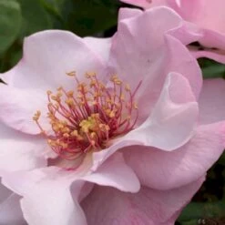 'Odyssey' Rosa X 'Odyssey' (Buketrose) A-Kvalitet,- Barrods Roser Min. 3 Grene 11 'Odyssey' Rosa X 'Odyssey' (Buketrose) A-Kvalitet,- Barrods Roser Min. 3 Grene -Osmoz Naturens Butik p13502 51642 rosa x odyssey buketrose e9f7