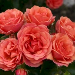 'Mandarin'® Rosa X 'Mandarin'® (Miniaturerose) A-Kvalitet,- Barrods Roser Min. 3 Grene -Osmoz Naturens Butik p13503 53610 rosa x mandarin miniaturerose bd4b