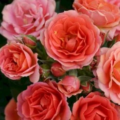 'Mandarin'® Rosa X 'Mandarin'® (Miniaturerose) A-Kvalitet,- Barrods Roser Min. 3 Grene -Osmoz Naturens Butik p13503 53611 rosa x mandarin miniaturerose 03fb