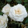 'White New Dawn' Rosa X 'White New Dawn' A-Kvalitet,- Barrods Roser Min. 3 Grene