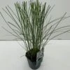 Smalbladet Elefantgræs 'Gracillimus' Miscanthus Sinensis 'Gracillimus' Potte 2 Liter. -Osmoz Naturens Butik p1350 34133 miscanthus sinensis gracillimus b6d6