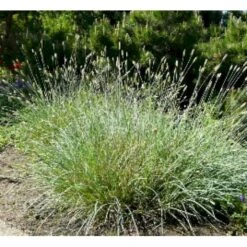 Grå Blåaks Sesleria Nitida Potte 2 Liter. -Osmoz Naturens Butik p13511 7806 sesleria nitida 34db