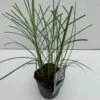 Lav Elefantgræs 'Kleine Silberspinne' Miscanthus Sinensis 'Kleine Silberspinne' Potte 2 Liter. -Osmoz Naturens Butik p1351 34136 miscanthus sinensis kleine silberspinne 0a0d