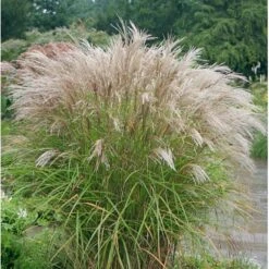 Lav Elefantgræs 'Kleine Silberspinne' Miscanthus Sinensis 'Kleine Silberspinne' Potte 2 Liter. -Osmoz Naturens Butik p1351 36701 miscanthus sinensis kleine silberspinne 73bd