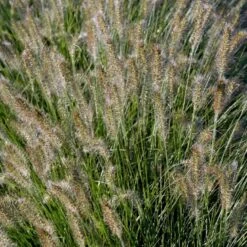 Lampepudsergræs 'Hameln' Pennisetum Alopecuroides 'Hameln' 1 Liter Potte -Osmoz Naturens Butik p1407 50912 pennisetum alopecuroides hameln e96b