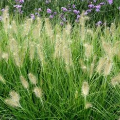 Lampepudsergræs 'Hameln' Pennisetum Alopecuroides 'Hameln' 1 Liter Potte -Osmoz Naturens Butik p1407 50914 pennisetum alopecuroides hameln 9aa0