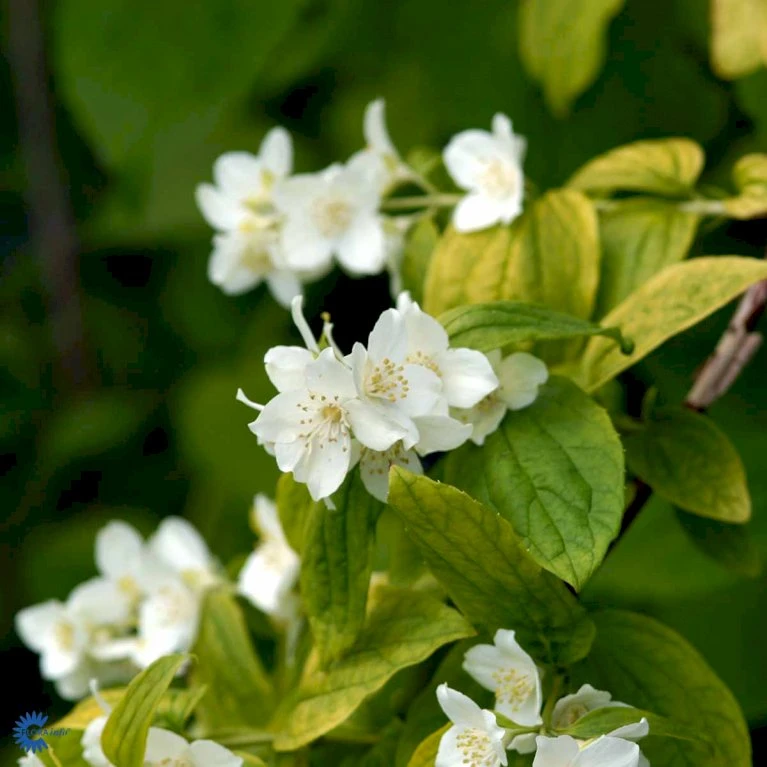 Uægte Jasmin 'Aureus' Philadelphus Caucasicus 'Aureus' 5 Liter Potte 3 Uægte Jasmin 'Aureus' Philadelphus Caucasicus 'Aureus' 5 Liter Potte