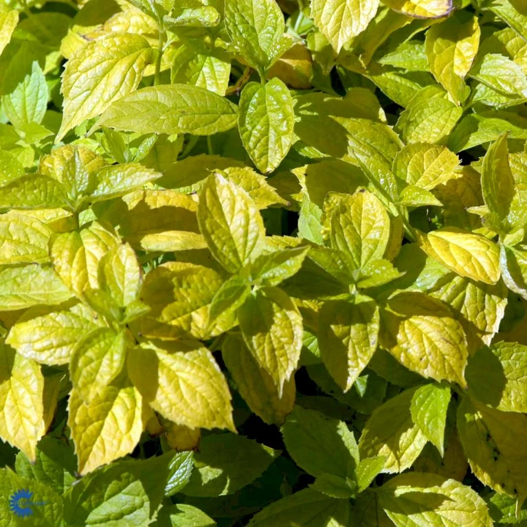 Uægte Jasmin 'Aureus' Philadelphus Caucasicus 'Aureus' 5 Liter Potte 6 Uægte Jasmin 'Aureus' Philadelphus Caucasicus 'Aureus' 5 Liter Potte - Billede 4