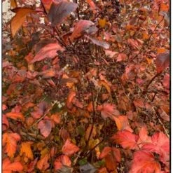 Blærespiræa 'Diabolo' Physocarphus Op. 'Diabolo' Solitær Busk 150-200 Cm. - Med Klump 9 Blærespiræa 'Diabolo' Physocarphus Op. 'Diabolo' Solitær Busk 150-200 Cm. - Med Klump -Osmoz Naturens Butik p1455 36852 physocarphus op diablo 0d03