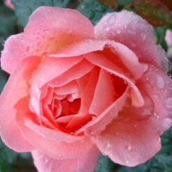 'From Far Away'™ Rosa X 'From Far Away'™ (Buketrose) A-Kvalitet,- Barrods Roser Min. 3 Grene -Osmoz Naturens Butik p14574 51492 rosa x from far away buketrose 7cca