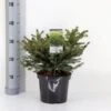 Fugleredegran 'Nidiformis' Picea Abies 'Nidiformis' (dværgform) Potte 3,0 Liter,- 30-40 Cm. 2 Fugleredegran 'Nidiformis' Picea Abies 'Nidiformis' (dværgform) Potte 3,0 Liter,- 30-40 Cm. -Osmoz Naturens Butik p1462 33448 picea abies nidiformis b3b8