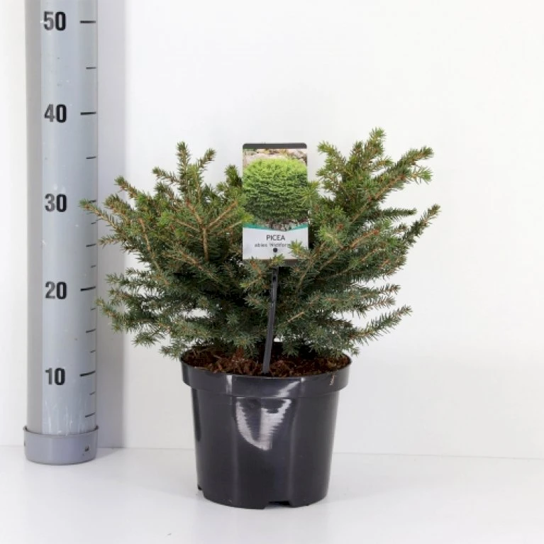 Fugleredegran 'Nidiformis' Picea Abies 'Nidiformis' (dværgform) Potte 3,0 Liter,- 30-40 Cm. 3 Fugleredegran 'Nidiformis' Picea Abies 'Nidiformis' (dværgform) Potte 3,0 Liter,- 30-40 Cm.