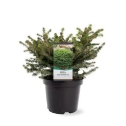Fugleredegran 'Nidiformis' Picea Abies 'Nidiformis' (dværgform) Potte 3,0 Liter,- 30-40 Cm. 11 Fugleredegran 'Nidiformis' Picea Abies 'Nidiformis' (dværgform) Potte 3,0 Liter,- 30-40 Cm. -Osmoz Naturens Butik p1462 38806 image 5f52