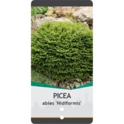 Fugleredegran 'Nidiformis' Picea Abies 'Nidiformis' (dværgform) Potte 3,0 Liter,- 30-40 Cm. 12 Fugleredegran 'Nidiformis' Picea Abies 'Nidiformis' (dværgform) Potte 3,0 Liter,- 30-40 Cm. -Osmoz Naturens Butik p1462 38807 image 0b7c