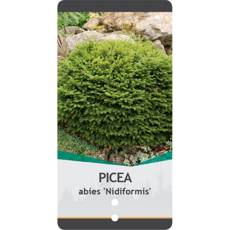 Fugleredegran 'Nidiformis' Picea Abies 'Nidiformis' (dværgform) Potte 3,0 Liter,- 30-40 Cm. 6 Fugleredegran 'Nidiformis' Picea Abies 'Nidiformis' (dværgform) Potte 3,0 Liter,- 30-40 Cm. - Billede 4