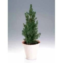 Hvidgran Picea Glauca Potte 3,0 Liter,- 40-60 Cm. -Osmoz Naturens Butik p1464 1189 picea glauca 5770