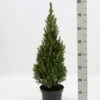 Hvidgran Picea Glauca Potte 3,0 Liter,- 40-60 Cm. -Osmoz Naturens Butik p1464 52612 picea glauca 62f2