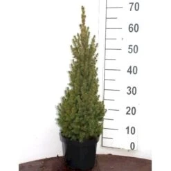 Hvidgran Picea Glauca Potte 3,0 Liter,- 40-60 Cm. -Osmoz Naturens Butik p1464 52613 picea glauca 3f33