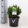 Hvidgran 'Alberta Globe' Picea Glauca 'Alberta Globe' (dværgform) Potte 3,0 Liter,- 20-25 Cm. 2 Hvidgran 'Alberta Globe' Picea Glauca 'Alberta Globe' (dværgform) Potte 3,0 Liter,- 20-25 Cm. -Osmoz Naturens Butik p1466 33451 picea glauca alberta globe ec6a