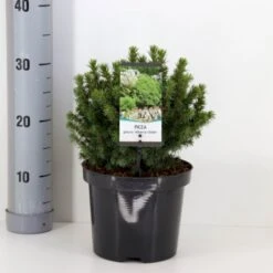 Hvidgran 'Alberta Globe' Picea Glauca 'Alberta Globe' (dværgform) Potte 3,0 Liter,- 20-25 Cm.