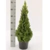 Sukkertopgran 'Conica' Picea Glauca 'Conica' (dværgform) Potte 3,0 Liter,- 60-70 Cm. -Osmoz Naturens Butik p1467 52604 picea glauca conica dvaergform 83d3