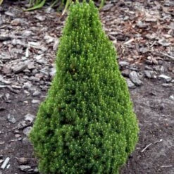 Sukkertopgran 'Conica' Picea Glauca 'Conica' (dværgform) Potte 3,0 Liter,- 60-70 Cm. -Osmoz Naturens Butik p1467 52792 picea glauca conica dvaergform 9810