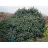 Hvidgran 'Echiniformis' Picea Glauca 'Echiniformis' (dværgform) Potte 2,0 Liter,- 15-20 Cm. 1 Hvidgran 'Echiniformis' Picea Glauca 'Echiniformis' (dværgform) Potte 2,0 Liter,- 15-20 Cm. -Osmoz Naturens Butik p1468 1193 picea glauca echiniformis df37