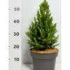 Sukkertop Hvidgran 'J.W.Daisy's White' Picea Glauca 'j.w.daisy'S White'(dværgform) Potte 5,0 Liter,- 30-40 Cm. -Osmoz Naturens Butik p1469 41541 picea glauca j w daisy s white a8fc