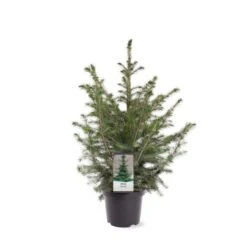 Serbisk Søjlegran Picea Omorika Potte 5,0 Liter,- 50-60 Cm. -Osmoz Naturens Butik p1470 39543 image 08aa