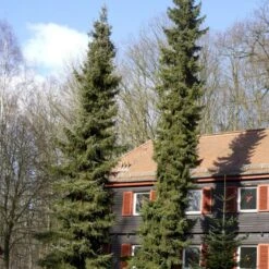 Serbisk Søjlegran Picea Omorika Potte 5,0 Liter,- 50-60 Cm. -Osmoz Naturens Butik p1470 52796 picea omorika 6cb3